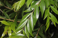 Eugenia rottleriana